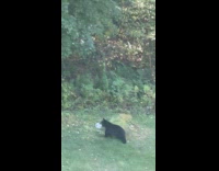 Black bear play with soccer ball at backyard