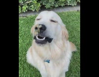 Golden retriever dog licks peanut butter nose 
