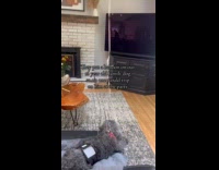 Dog with balloon tied on collar 