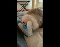 Cat looks inside empty blue box