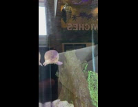 Gar fish floats steady inside the aquarium