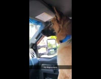 Collab BitchMP - Dog barks at kids on street racist 