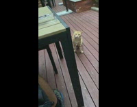 Cat smell takeout food climb on table
