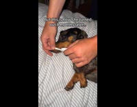 Dachshund dog length when puppy and grown