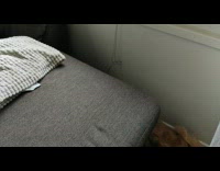 Golden Retriever Dog sleeps on the corner of the couch