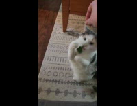 Cat reaches spinach leaf and eats it