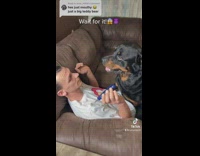 Dog does not want to have its nails cut 