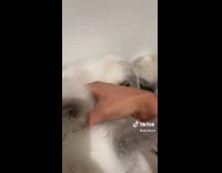 Man has lots of kittens and is happy 