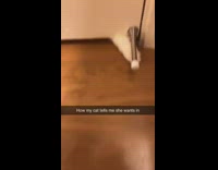 Collab BitchMP - Paws under door plays with door stop