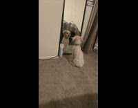 Small brown dog sits black mirror reflection