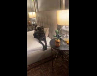 Dog barks at dancing cactus on table