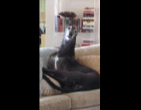 Greyhound looking strange sitting on couch
