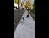 Baby trying to catch dropped leash with dog 