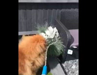 Brown chow chow dog blue hose water