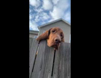 Woman bit by neighbor dog on fence