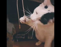 White kitten bites string 