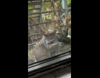 Collab WINY - Squirrel pup taken from nest on window
