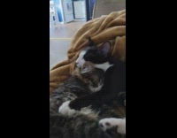 Two cats cuddled and asleep with blanket Part 2