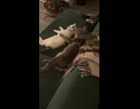 Two cats on couch cleans each other