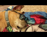 Brown dog black sunglasses textbook blue collar