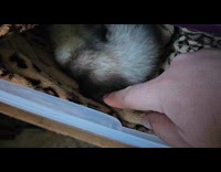 Man touches small hands of pet ferret