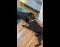 Two pet dog bites and play with each other on the floor