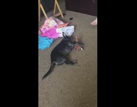 Pet dog lie down and hugged its favorite toy