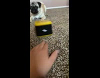 Pug dog barks black yellow tin box