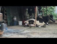 Cow give birth to calf at backyard