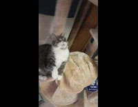 Guy bothers cat in cat tree beans 