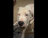 Collab PubityPets - Nervous Dog Watches Lady Argues with Man