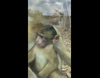 Baby monkey itch its belly zoo stick