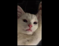 Cat in deep thinking while in funny position 