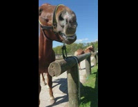 Horse eats an apple with bubbles on its mouth