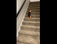Collab PubityPets - Toddler Faces Stairs as it Slides Down