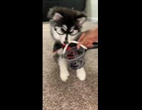 husky puppy harry potter costume