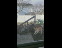 Collab BitchMP - Dog runs up stairs barking then jumps off