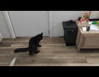 Black cat spin around chase tape on tail