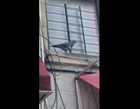 Pigeon flies away and drops egg 