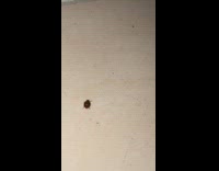 Ladybug suddenly flies and scares girl 
