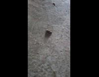 Mouse keep rolling around on the floor