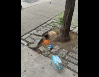 Pigeon bird eat spaghetti spilled on ground