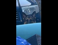 Dog hides from the hose at backyard