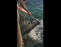 People feed tarpon fish jump slow motion 