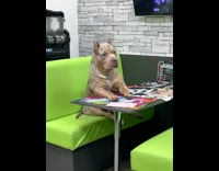 Dog sits in booth 