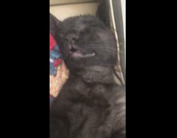Black cat sleeps back with mouth open 