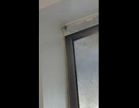 Collab DailyDoseOfInternet - Spider inside the bathroom falls down filmer screams