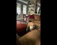 Three dogs stare at filmer third dog pukes