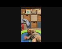 Cute baby bounce on trampoline and scream