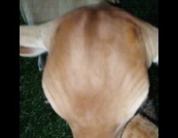 Cow licks the body of ginger cat